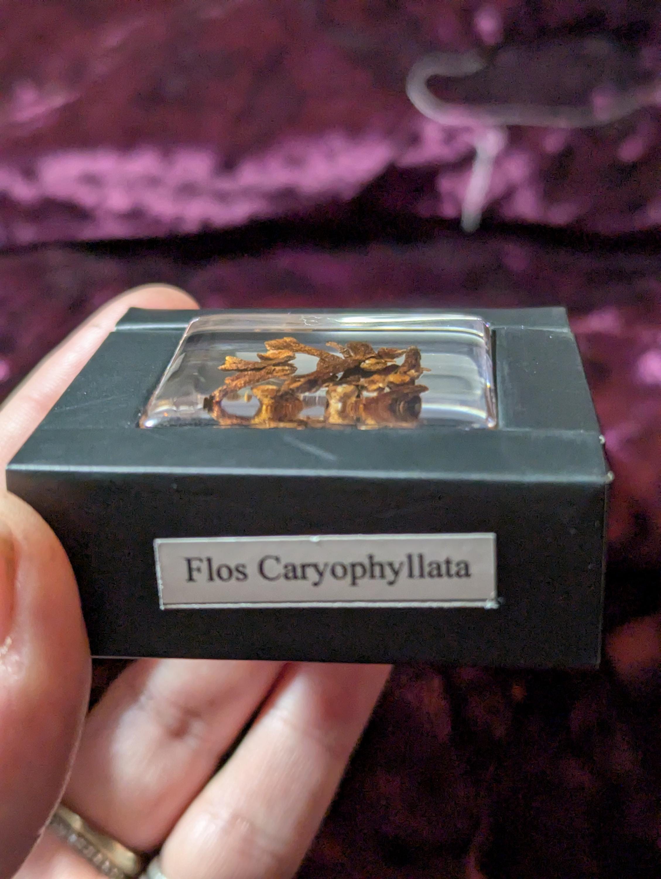 Clove Spice, Flos Caryophyllata, Preserved in Resin, Collectible Modern Day Plant Fossil