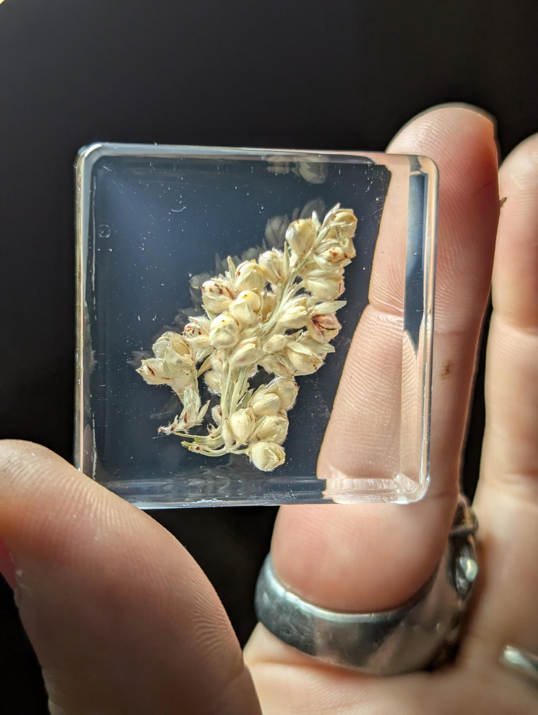 Sorghum, Preserved in Resin, Collectible Modern Day Plant Fossil