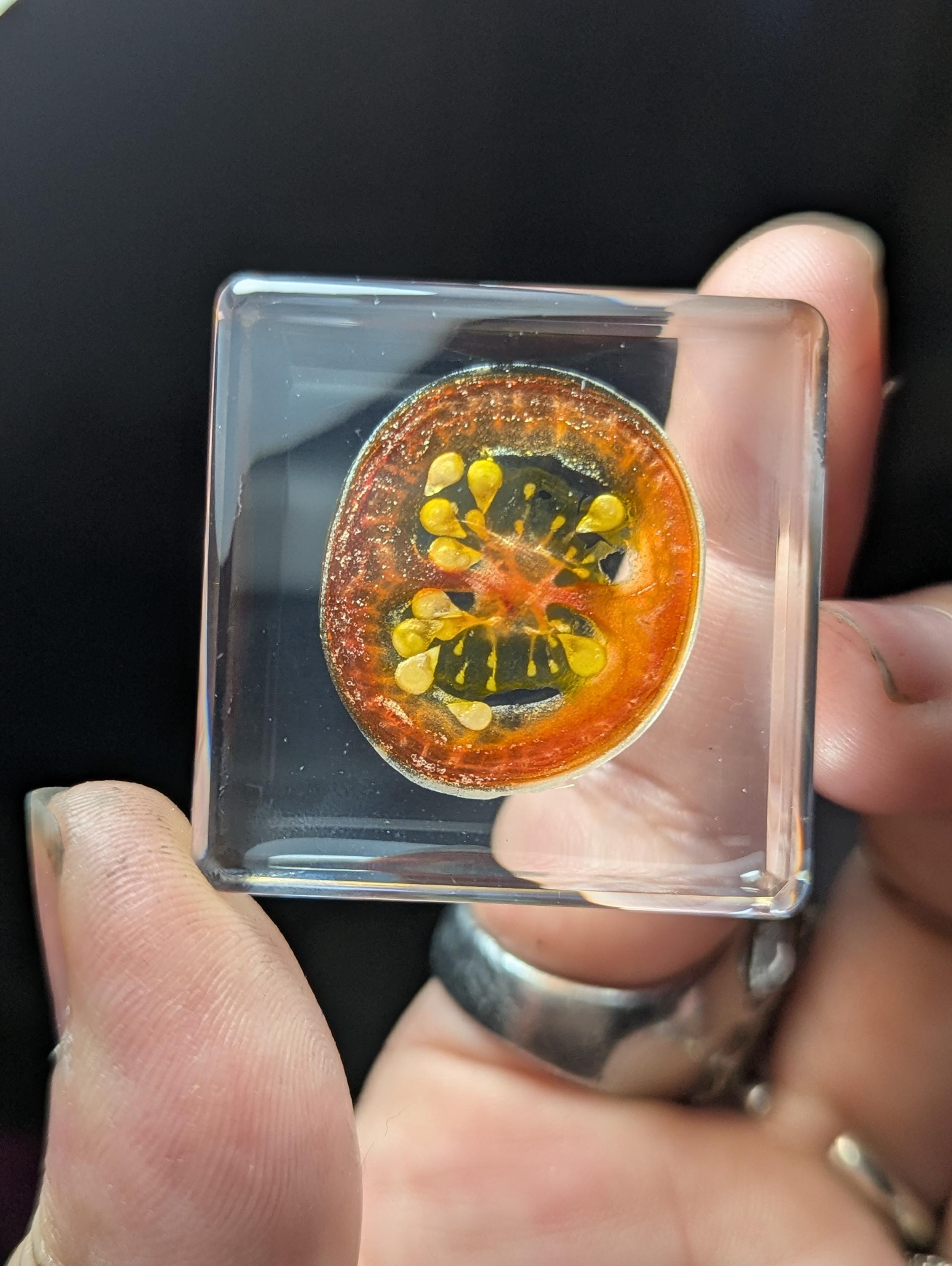 Tomato Slice, Preserved in Resin, Collectible Modern Day Forever Fruit Fossil