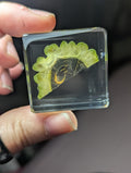Bitter Gourd Melon, Preserved in Resin, Collectible Modern Day Forever Fruit Fossil