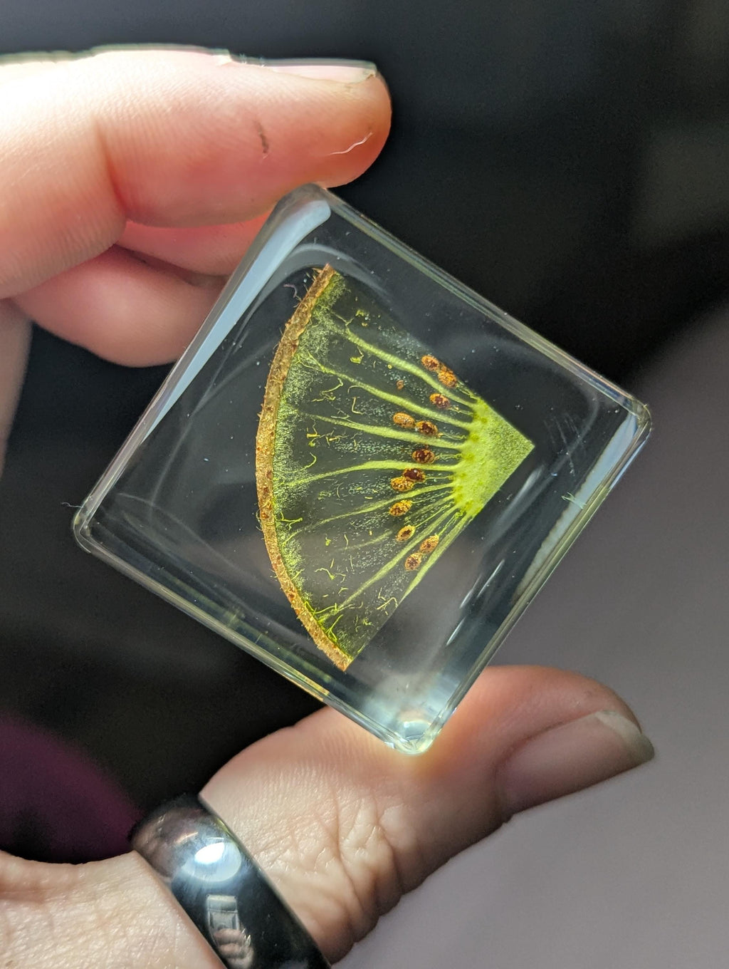 Kiwi Fruit Slice, Preserved in Resin, Collectible Modern Day Forever Fruit Fossil