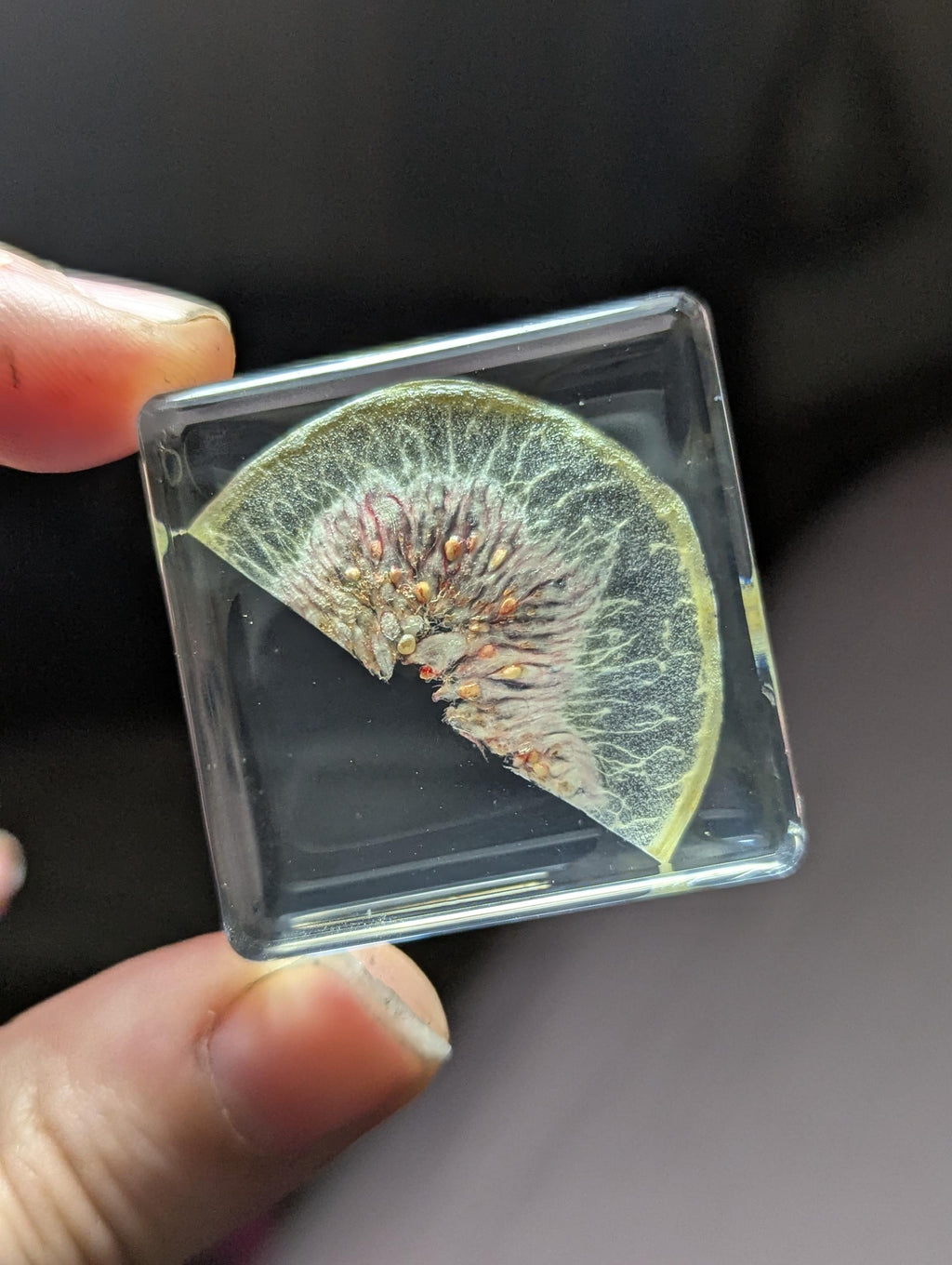 Fig Slice, Preserved in Resin, Collectible Modern Day Forever Fruit Fossil