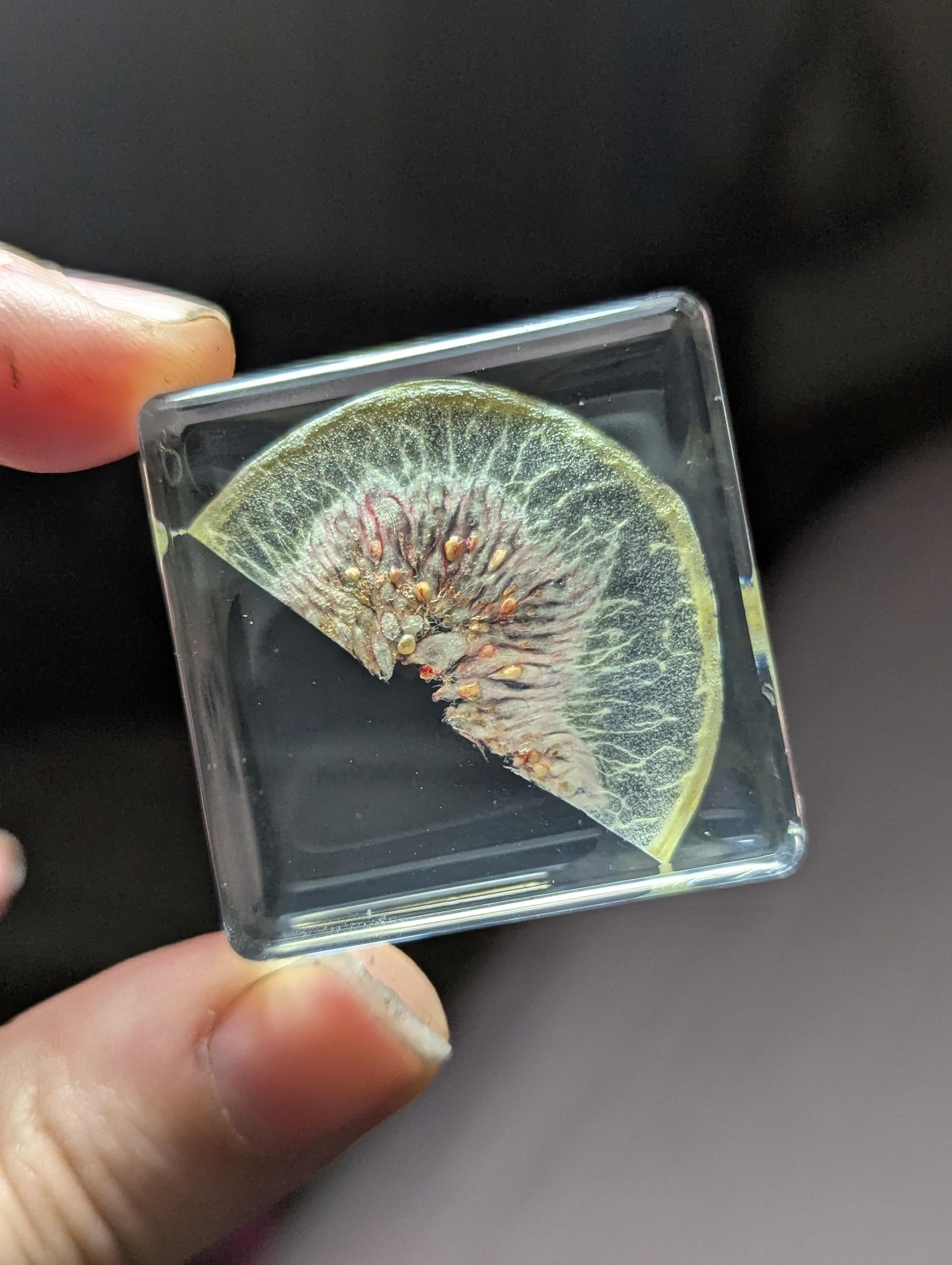 Fig Slice, Preserved in Resin, Collectible Modern Day Forever Fruit Fossil