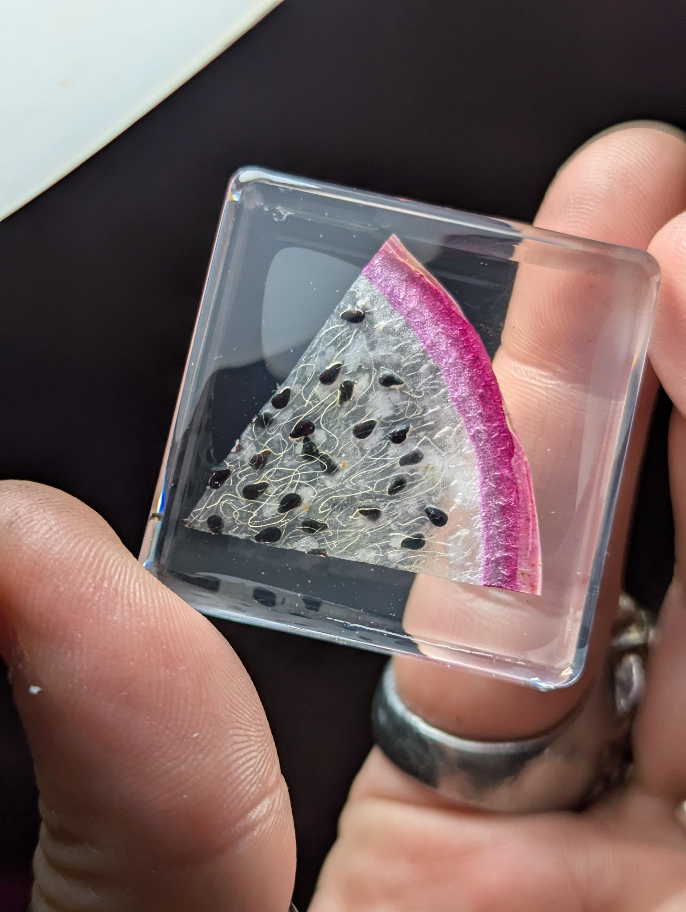 White Dragonfruit Slice, Preserved in Resin, Collectible Modern Day Forever Fruit Fossil