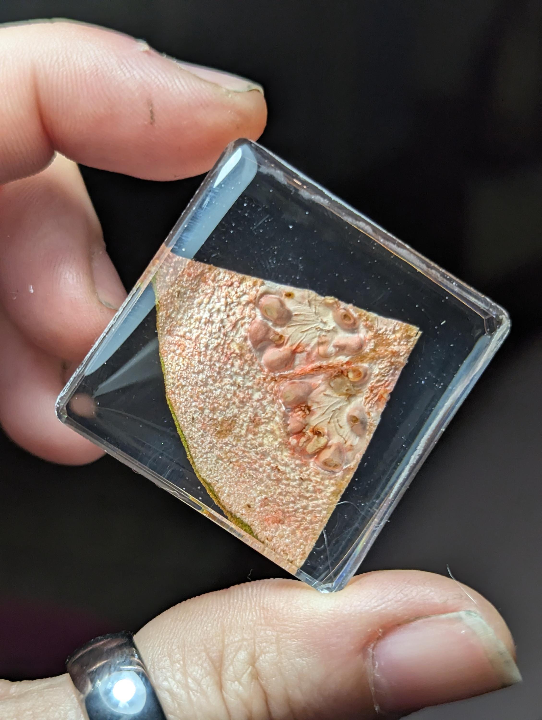 Guava Slice, Preserved in Resin, Collectible Modern Day Forever Fruit Fossil