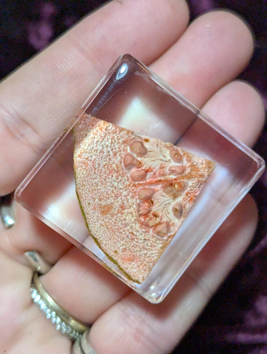 Guava Slice, Preserved in Resin, Collectible Modern Day Forever Fruit Fossil