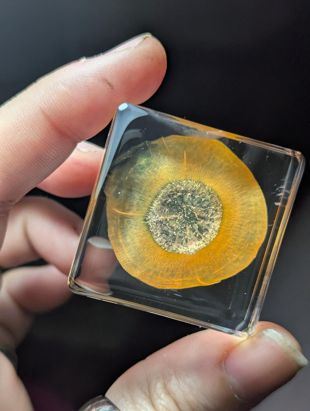 Carrot Slice, Preserved in Resin, Collectible Modern Day Forever Fruit Fossil