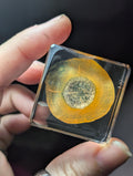 Carrot Slice, Preserved in Resin, Collectible Modern Day Forever Fruit Fossil