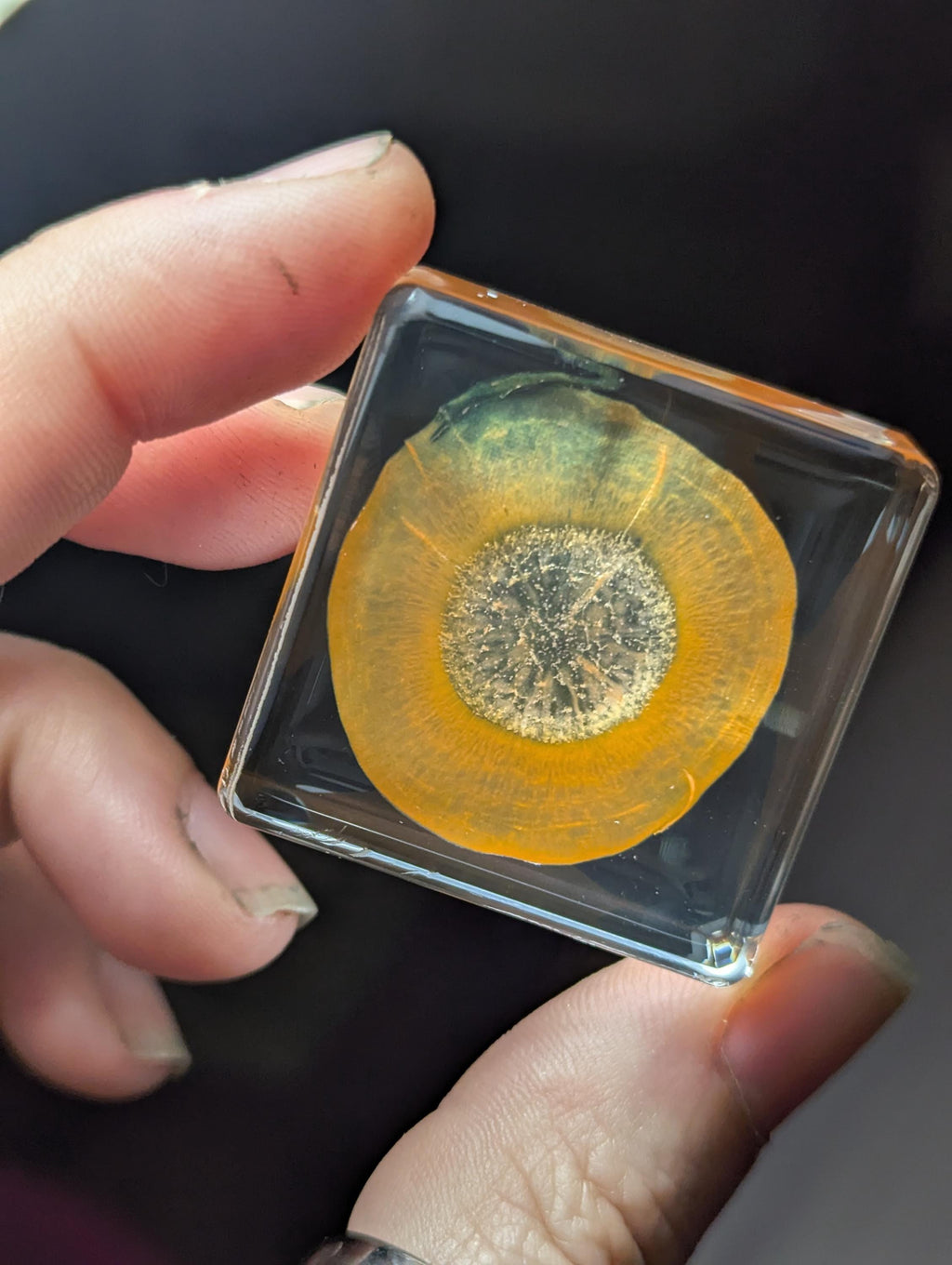 Carrot Slice, Preserved in Resin, Collectible Modern Day Forever Fruit Fossil