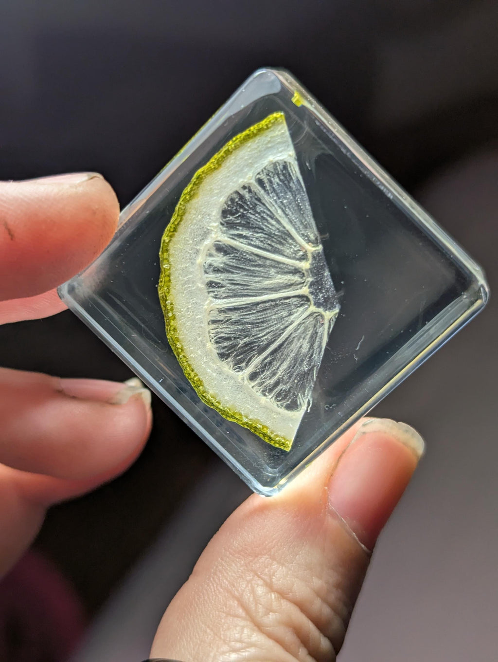 Lime Slice, Preserved in Resin, Collectible Modern Day Forever Fruit Fossil