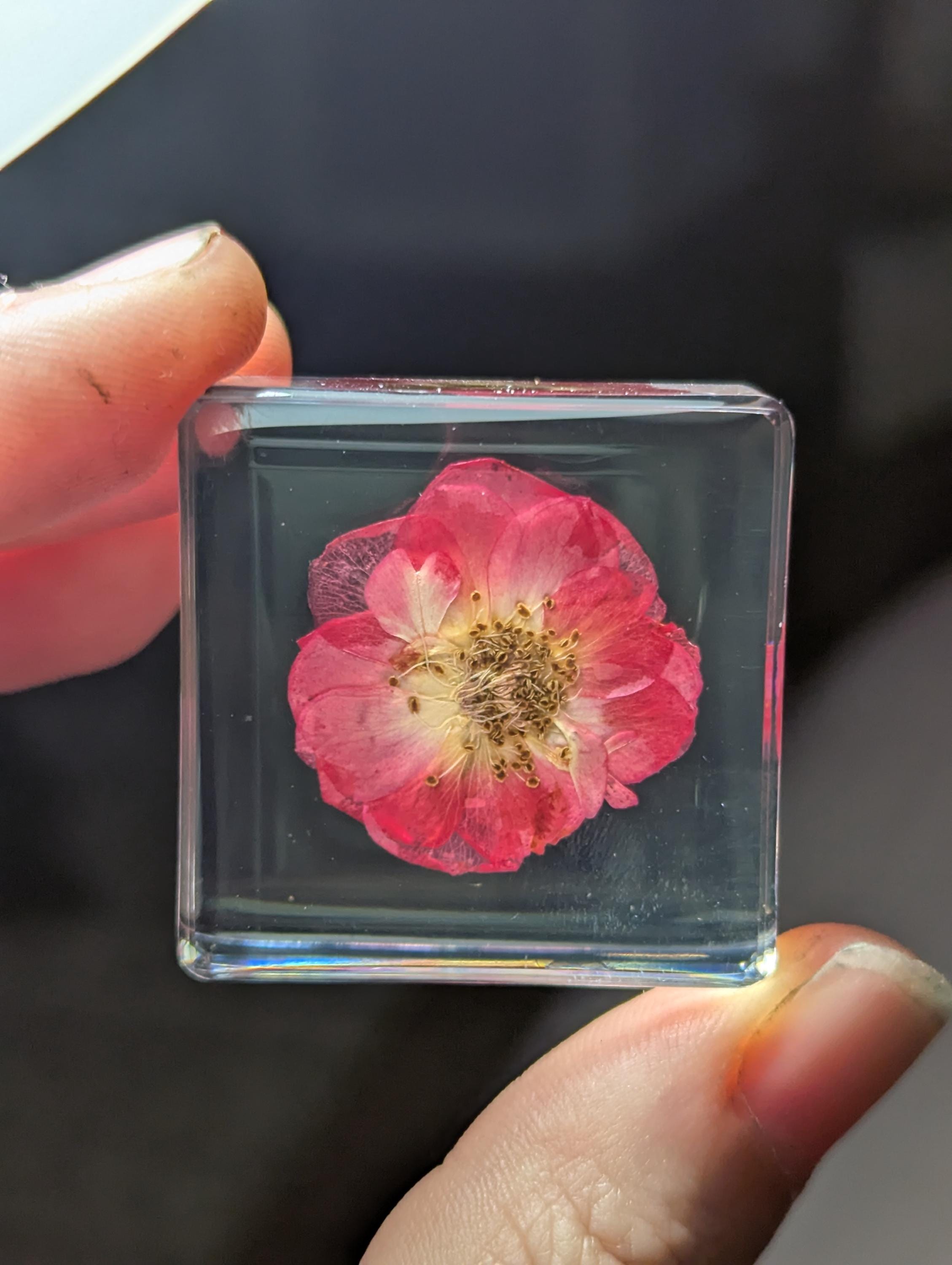 Rose Flower , Preserved in Resin, Collectible Modern Day Plant Fossil