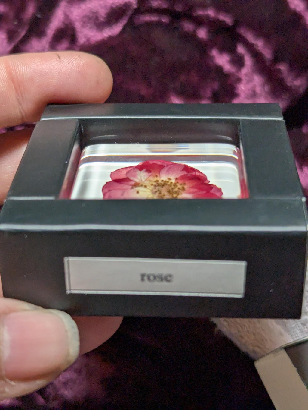 Rose Flower , Preserved in Resin, Collectible Modern Day Plant Fossil