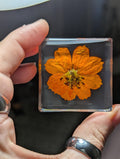 Orange / Yellow Cosmos Flower , Preserved in Resin, Collectible Modern Day Plant Fossil