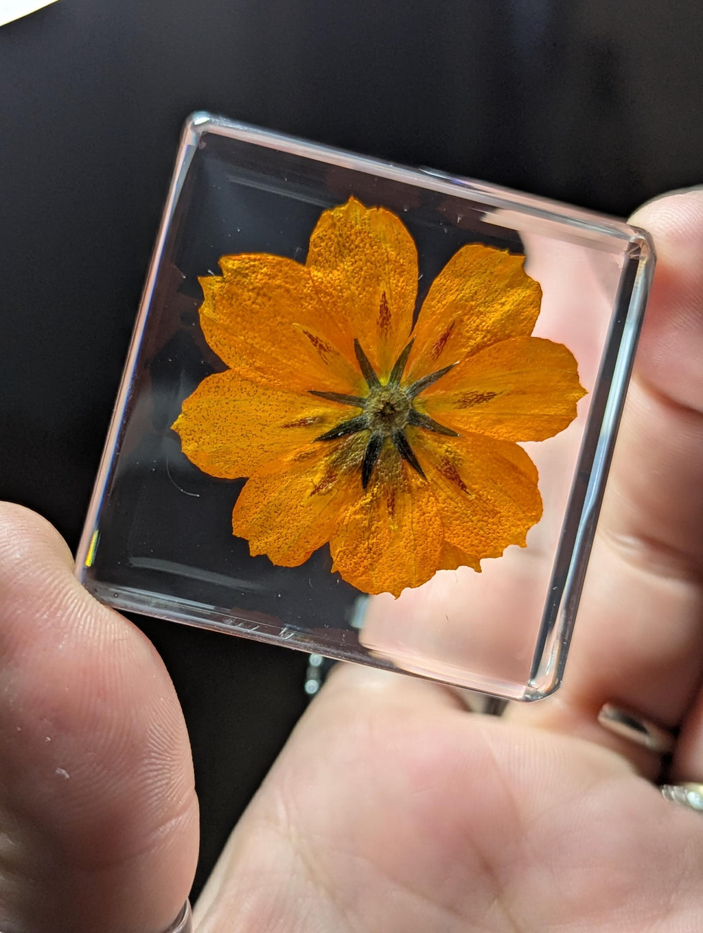 Orange / Yellow Cosmos Flower , Preserved in Resin, Collectible Modern Day Plant Fossil