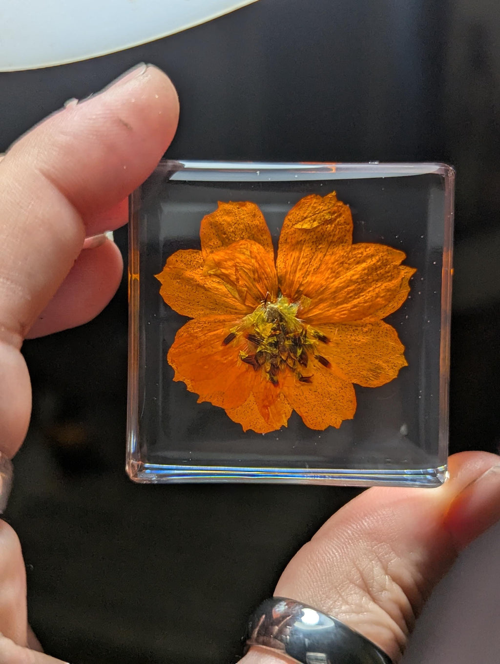 Orange / Yellow Cosmos Flower , Preserved in Resin, Collectible Modern Day Plant Fossil