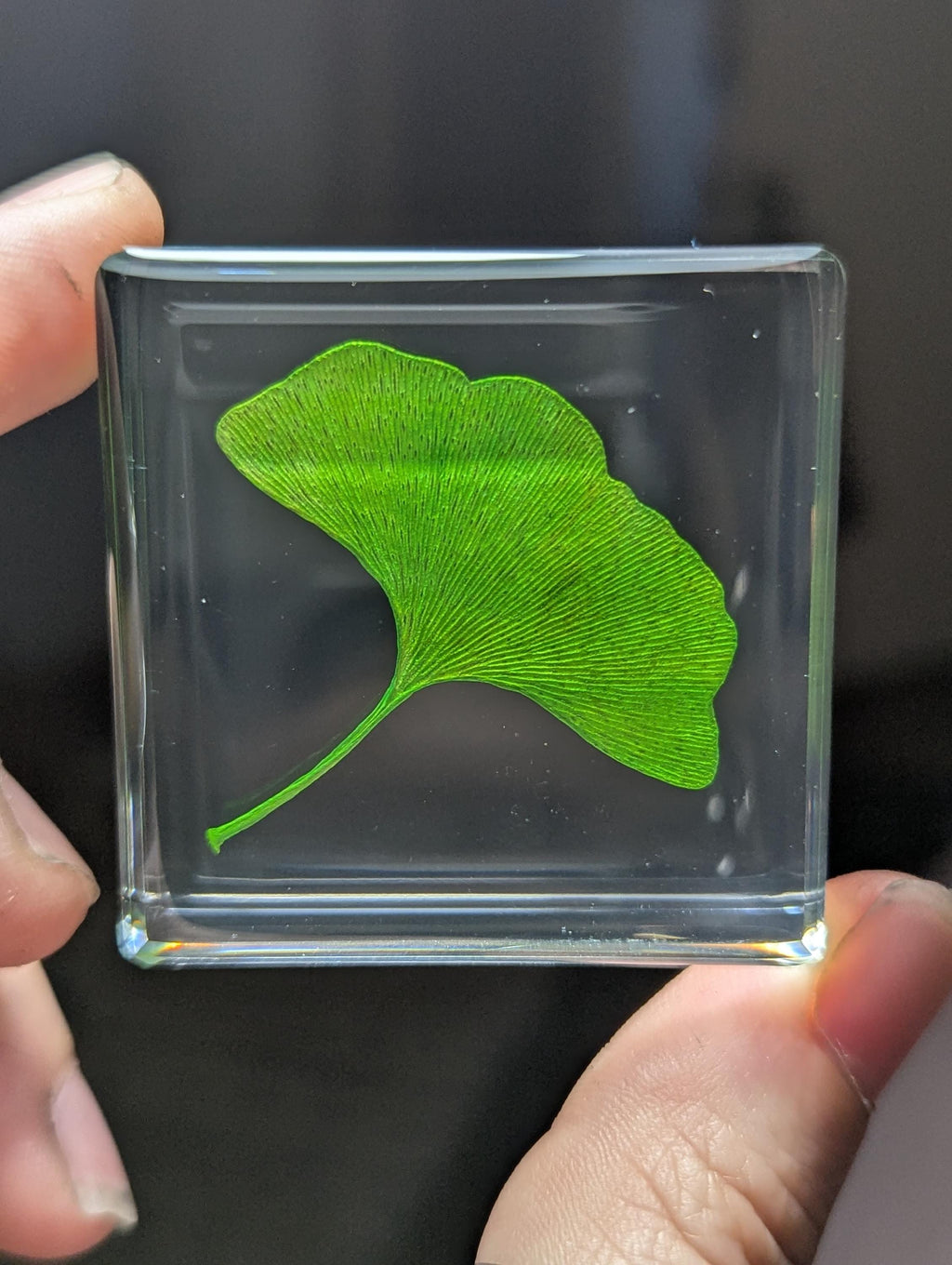 Gingko Biloba Leaf, Preserved in Resin, Collectible Modern Day Plant Fossil