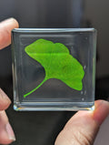 Gingko Biloba Leaf, Preserved in Resin, Collectible Modern Day Plant Fossil