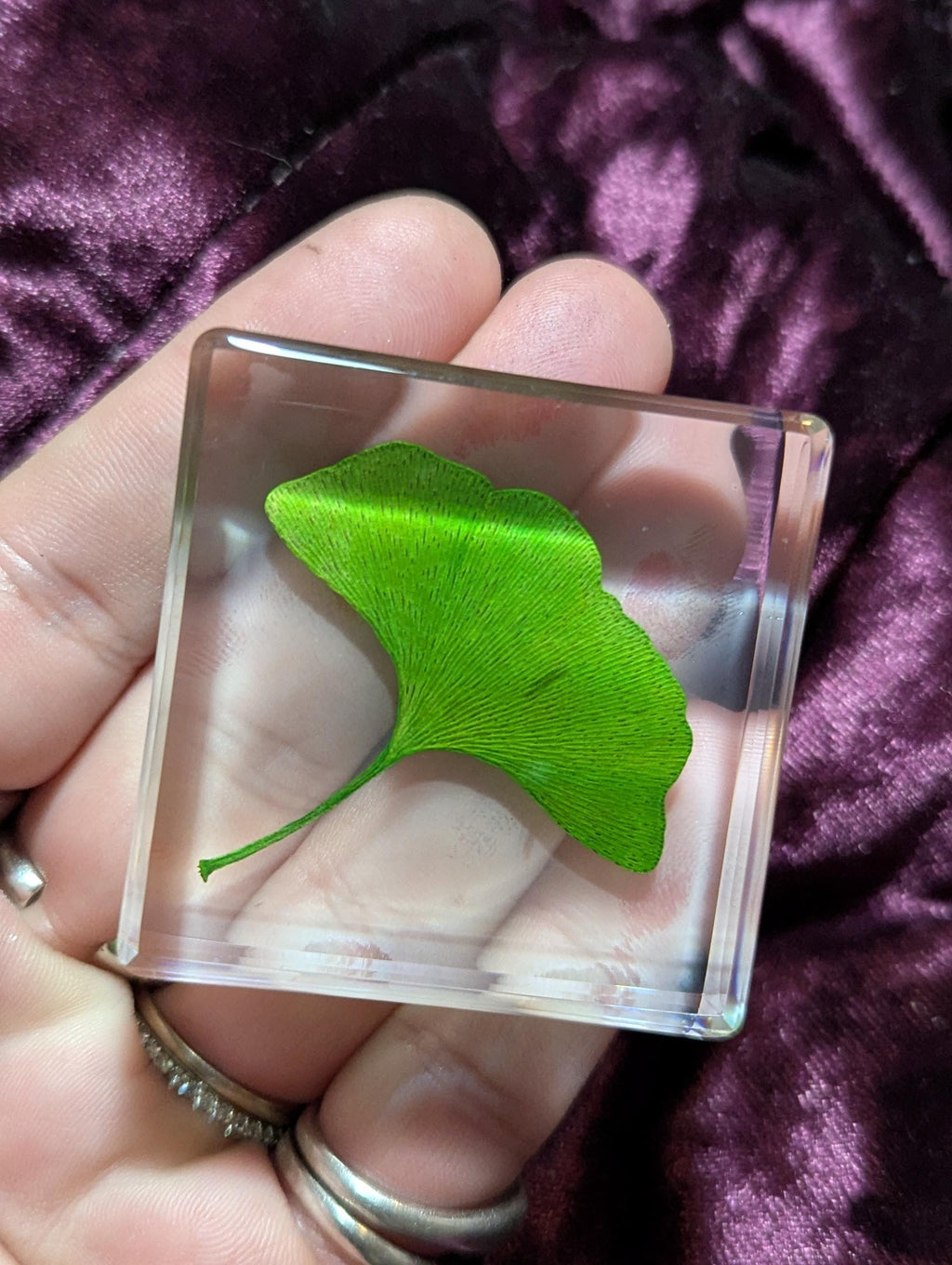 Gingko Biloba Leaf, Preserved in Resin, Collectible Modern Day Plant Fossil