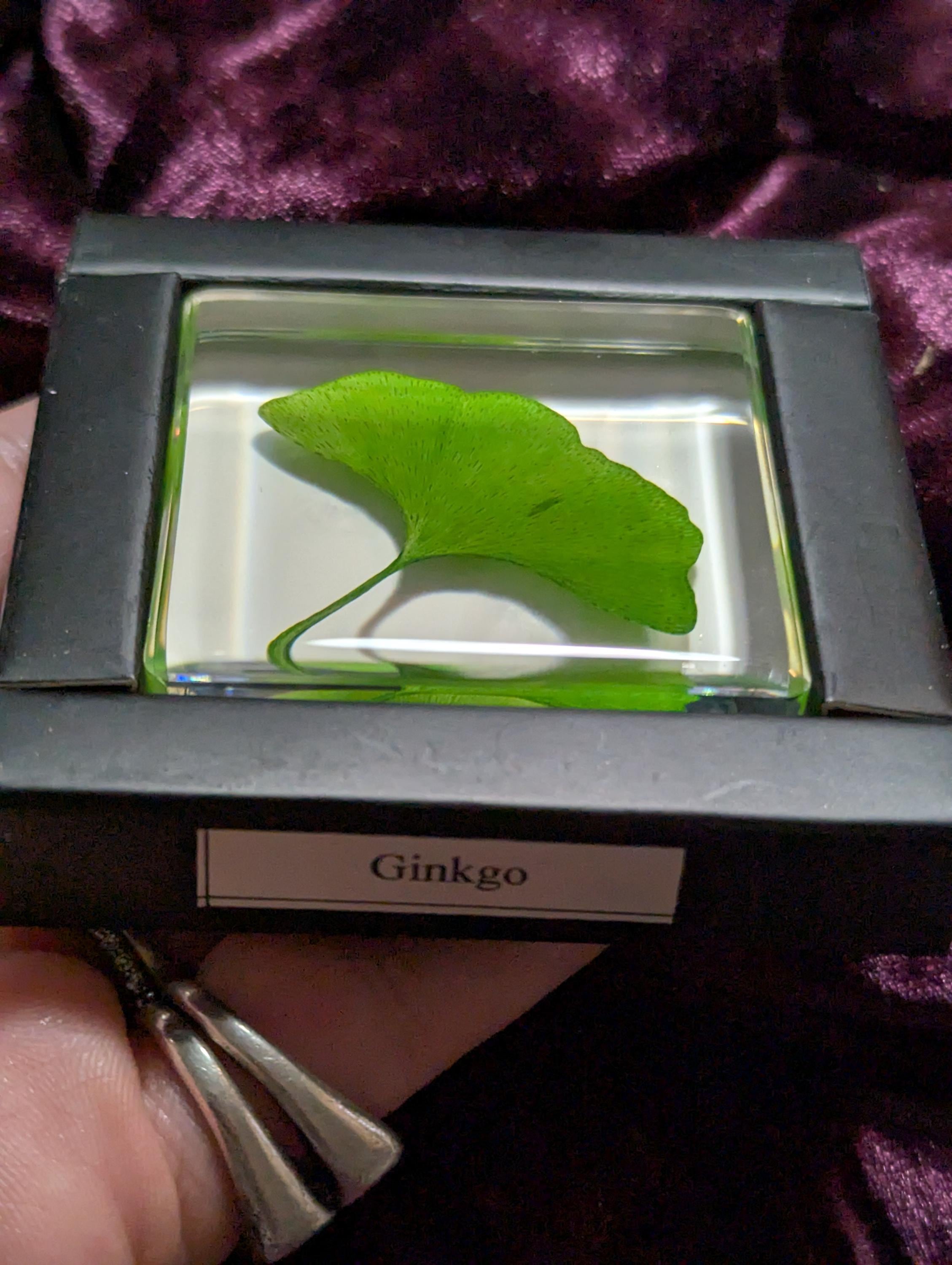 Gingko Biloba Leaf, Preserved in Resin, Collectible Modern Day Plant Fossil