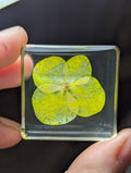 Yellow Hydrangea Flower , Preserved in Resin, Collectible Modern Day Plant Fossil