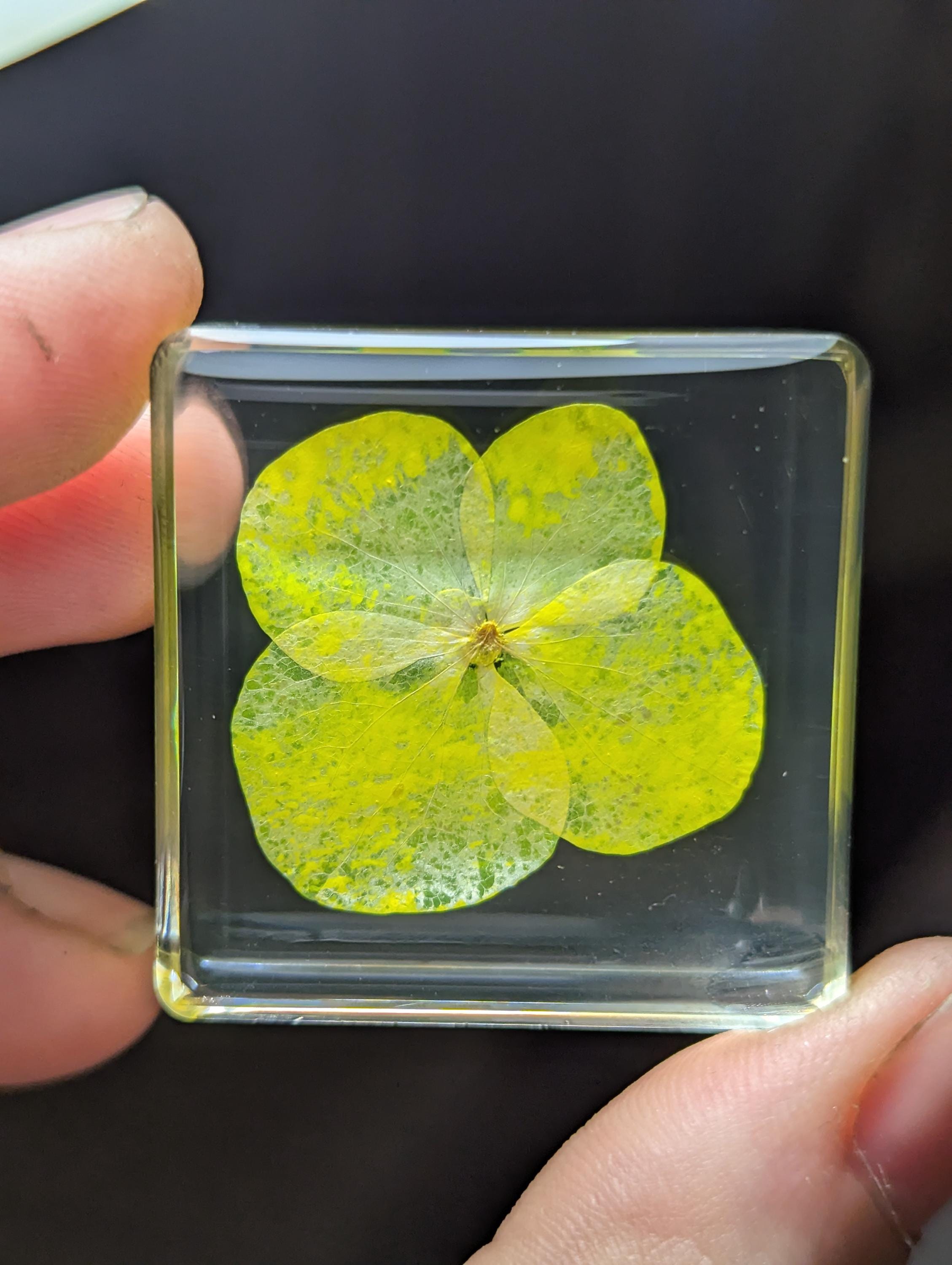 Yellow Hydrangea Flower , Preserved in Resin, Collectible Modern Day Plant Fossil