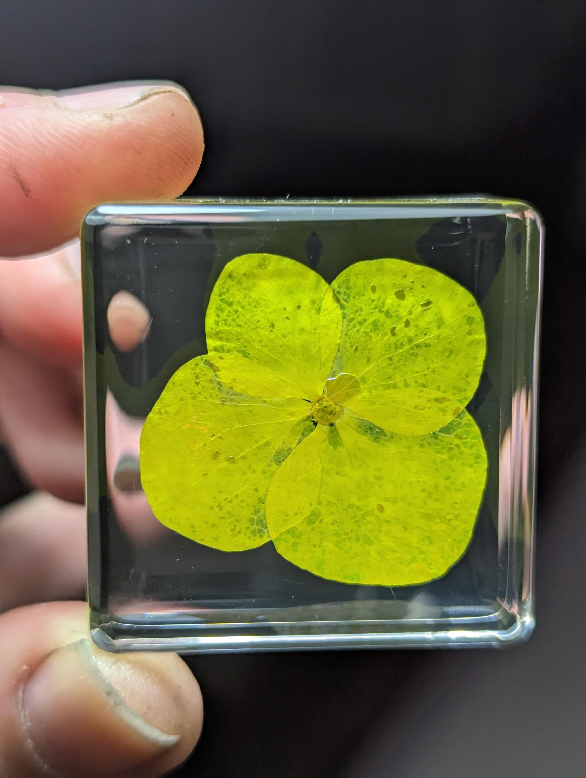 Yellow Hydrangea Flower , Preserved in Resin, Collectible Modern Day Plant Fossil