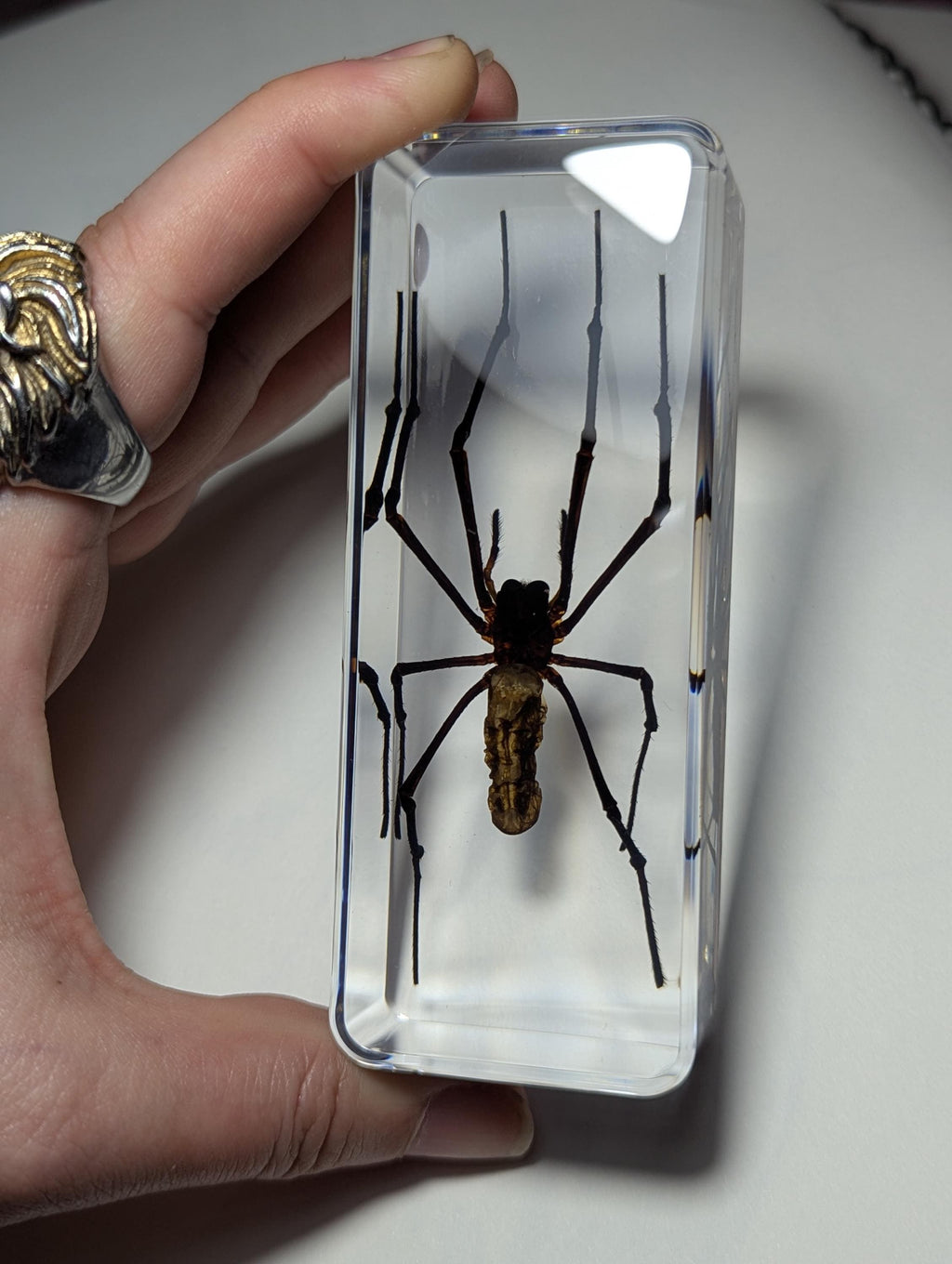Giant Wood Spider, Preserved in Resin, Collectible Modern Day Fossil