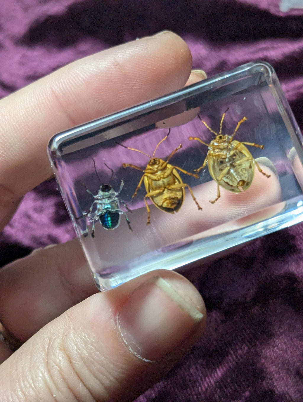 3 Leaf Beetle Set, Preserved in Resin, Collectible Modern Day Fossil