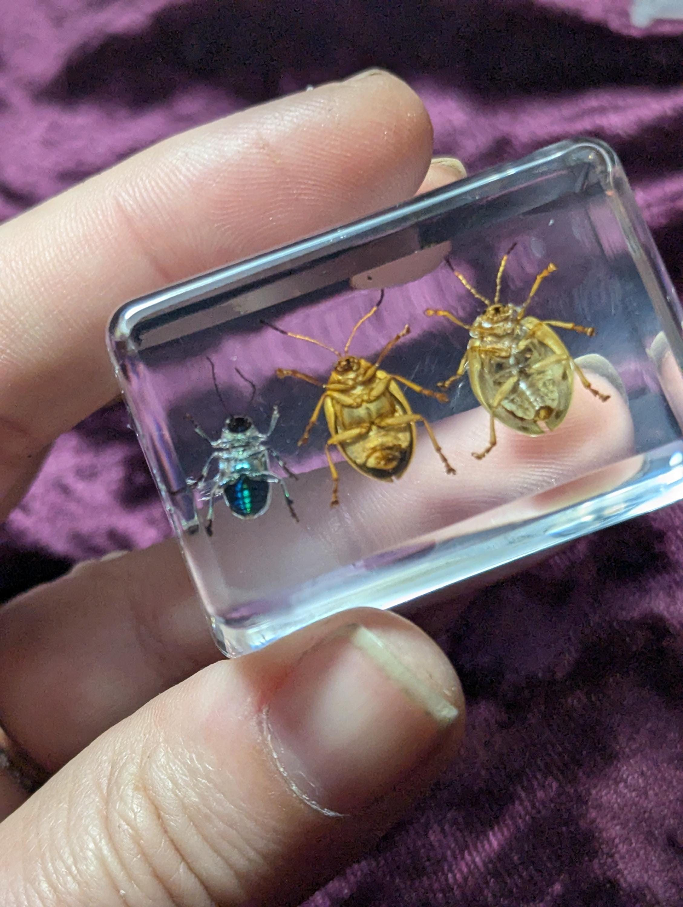 3 Leaf Beetle Set, Preserved in Resin, Collectible Modern Day Fossil