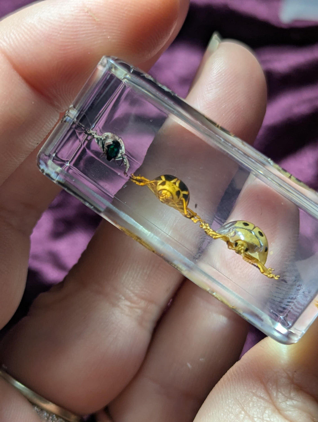 3 Leaf Beetle Set, Preserved in Resin, Collectible Modern Day Fossil