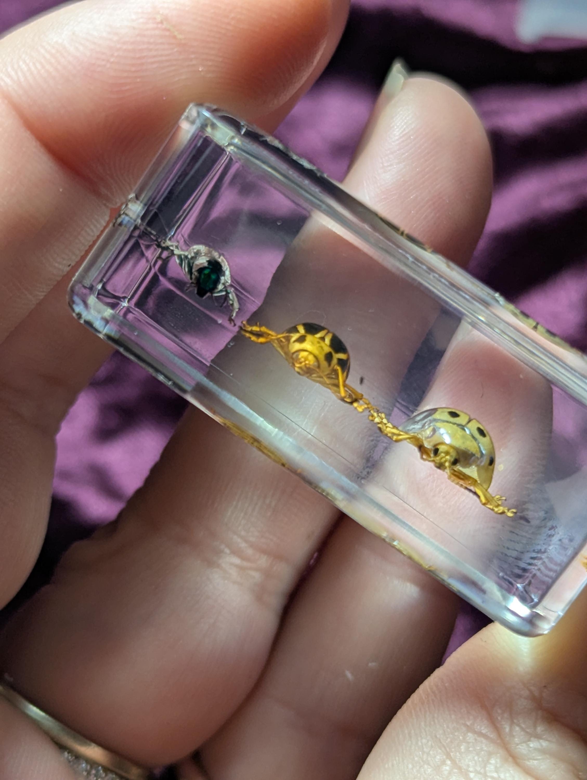 3 Leaf Beetle Set, Preserved in Resin, Collectible Modern Day Fossil