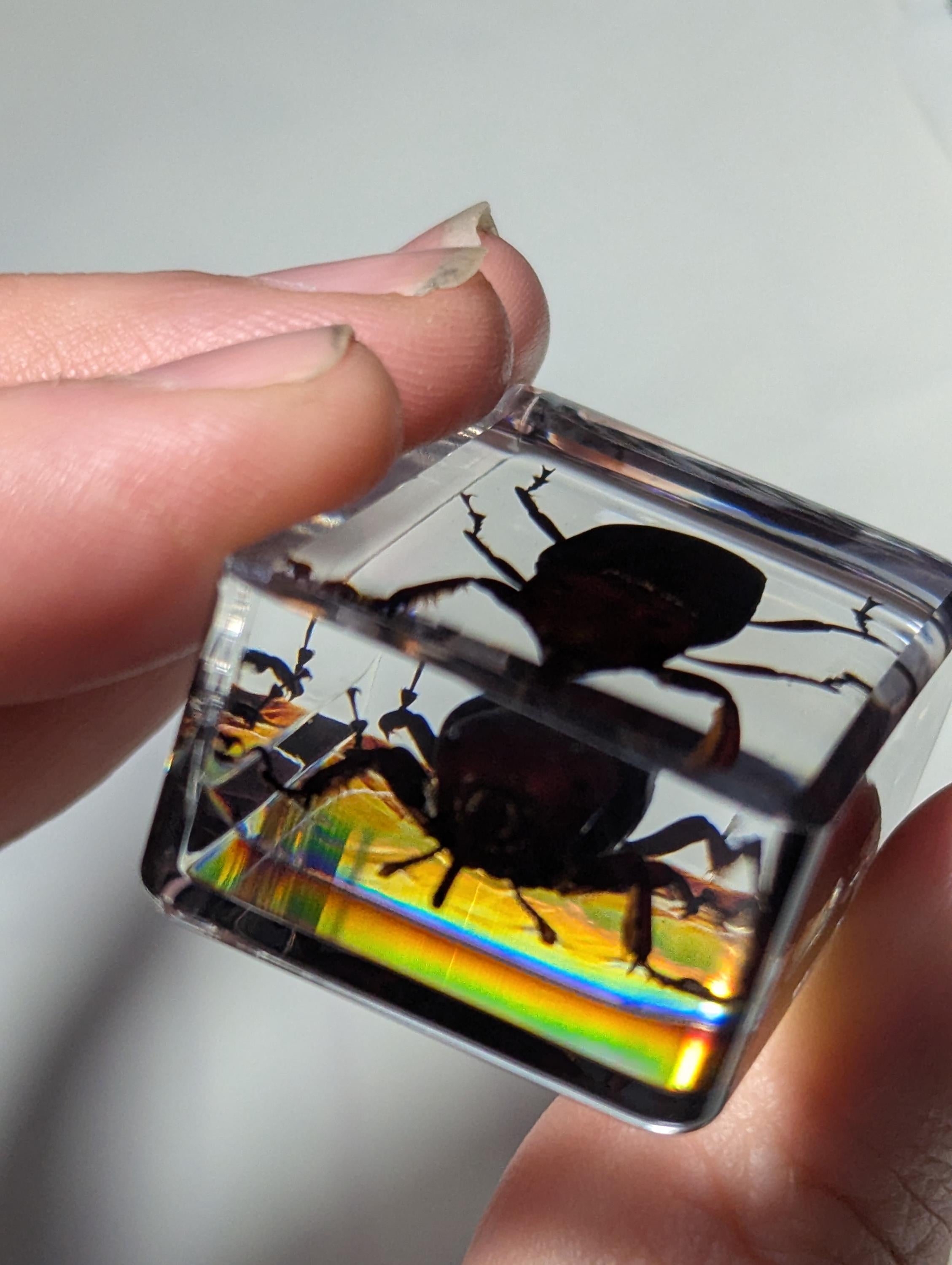 Palm Weevil,Rhynchophorus ferrugineus, Preserved in Resin, Collectible Modern Day Fossil