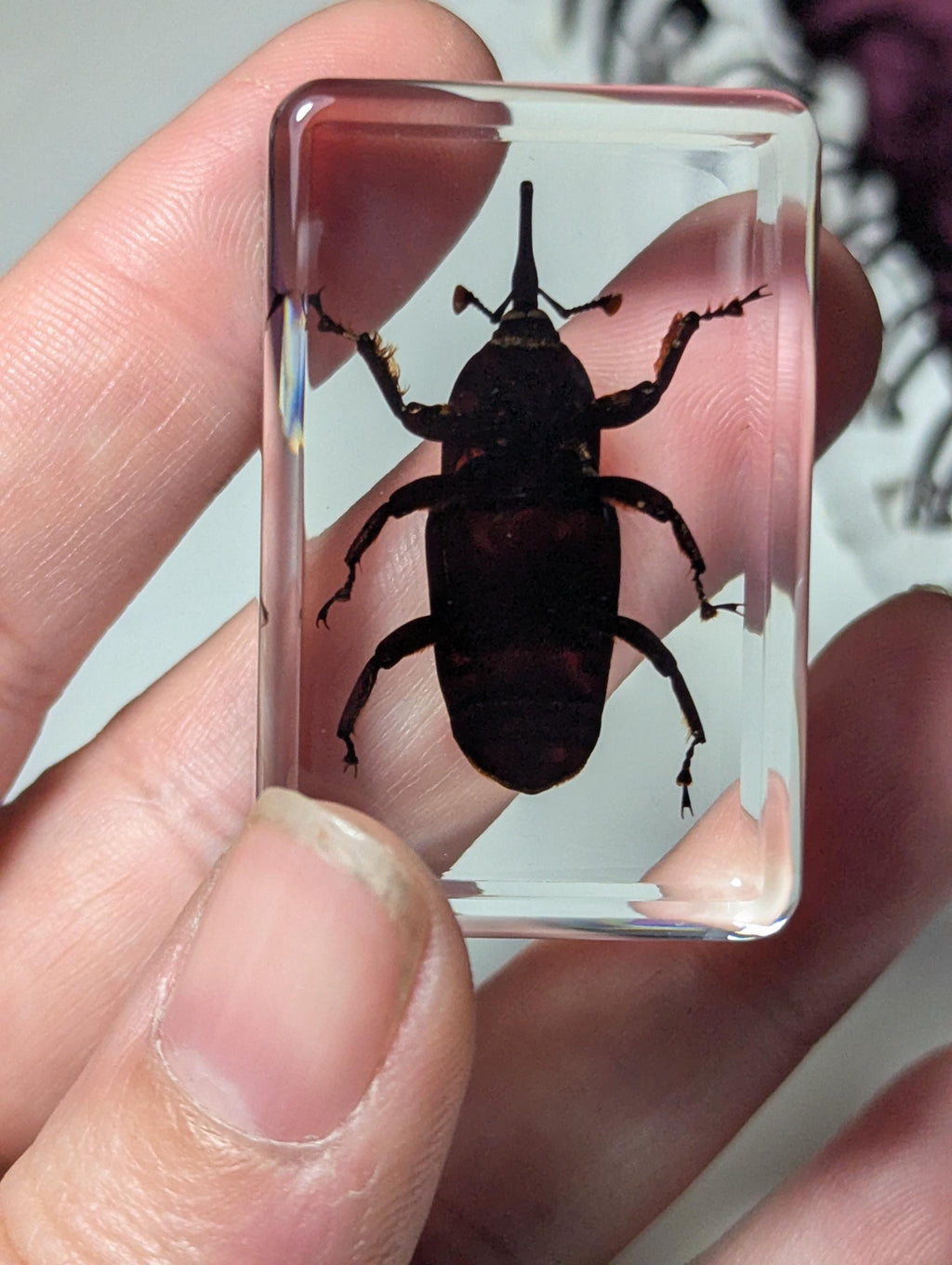Palm Weevil,Rhynchophorus ferrugineus, Preserved in Resin, Collectible Modern Day Fossil