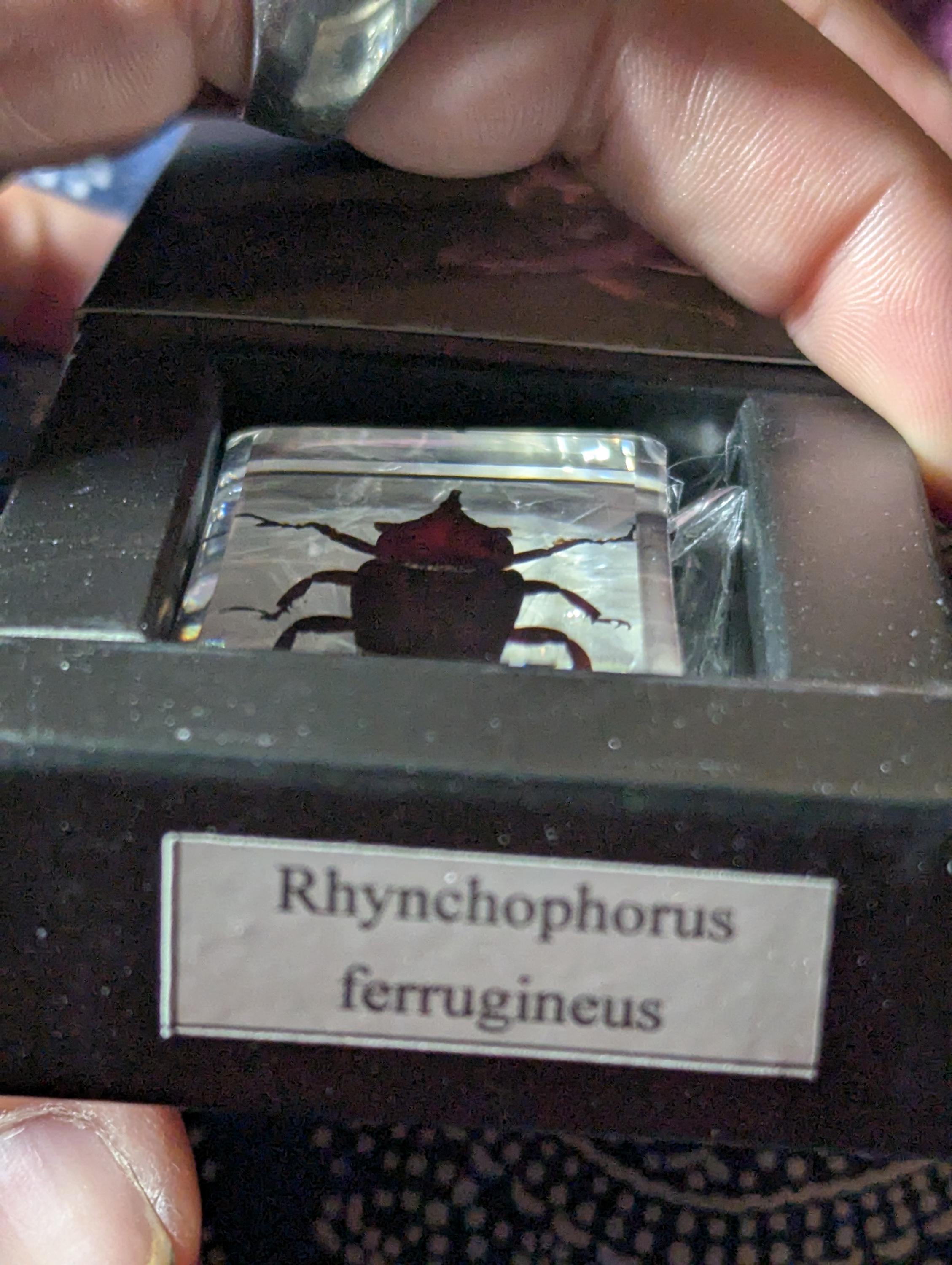 Palm Weevil,Rhynchophorus ferrugineus, Preserved in Resin, Collectible Modern Day Fossil