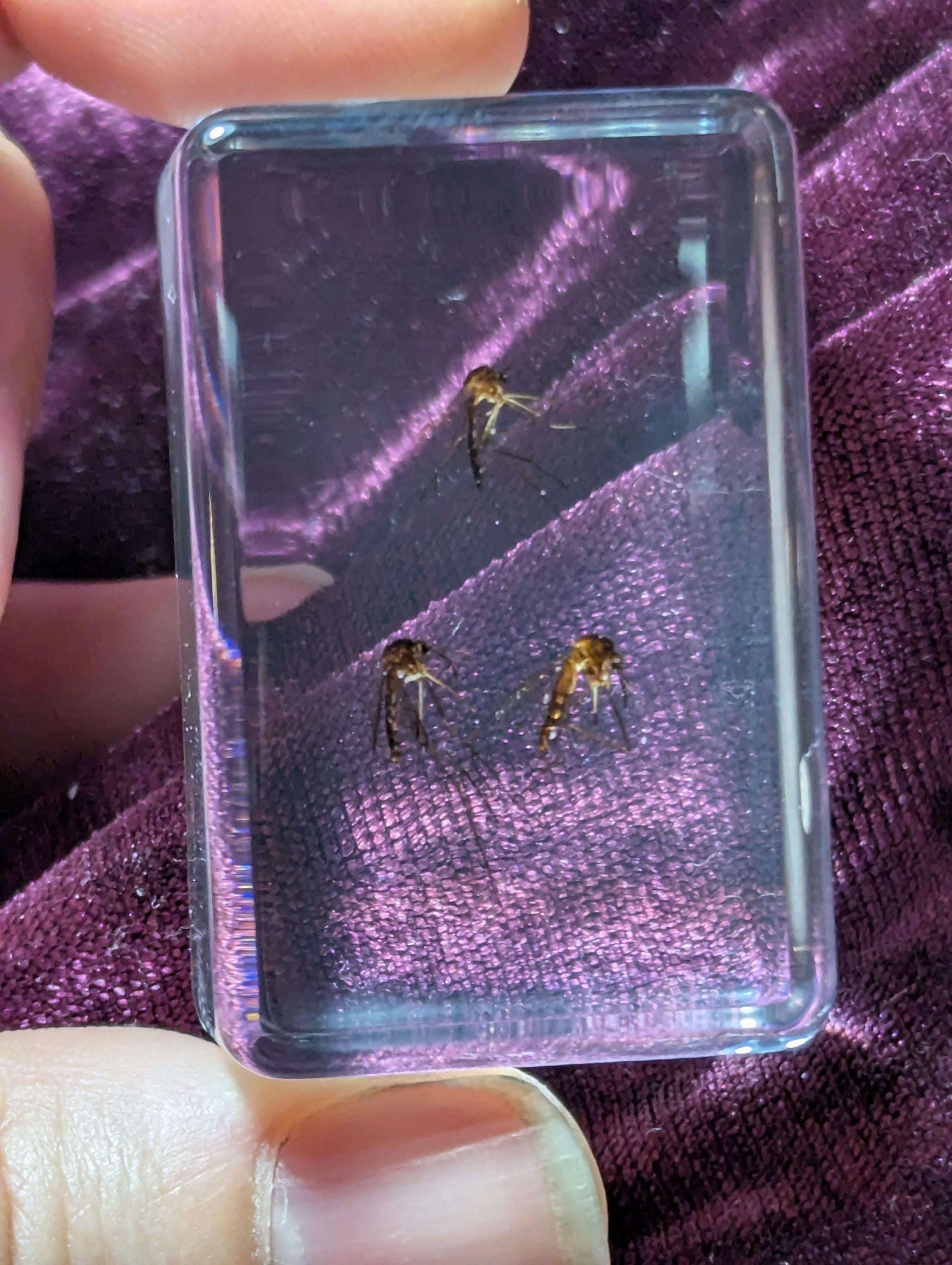Mosquitos, Preserved in Resin, Collectible Modern Day Fossil
