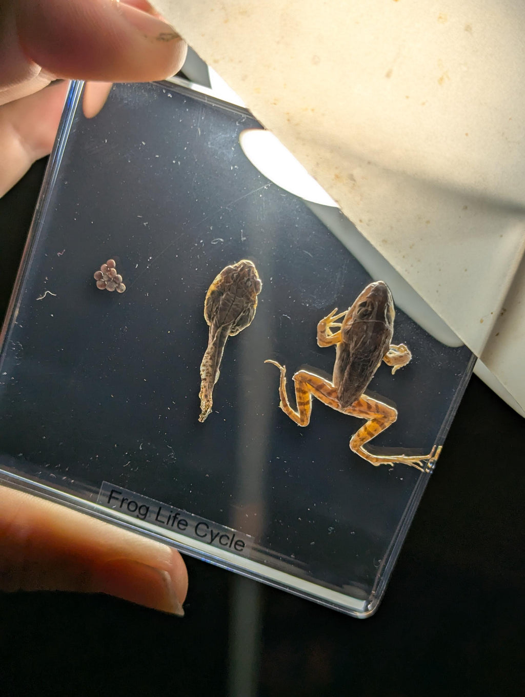 Lifecycle of a Frog , Preserved in Resin, Collectible Modern Day Fossil