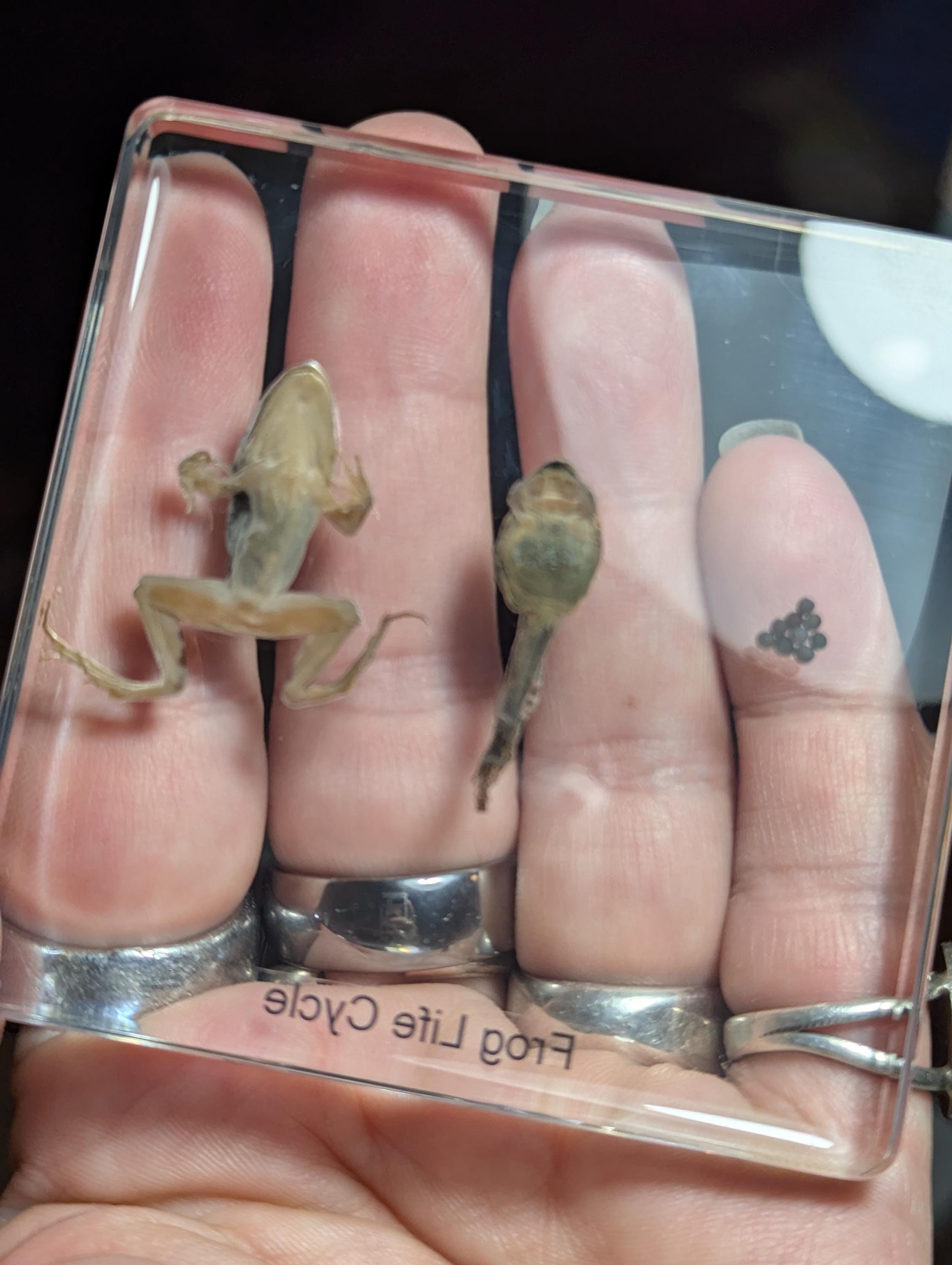 Lifecycle of a Frog , Preserved in Resin, Collectible Modern Day Fossil