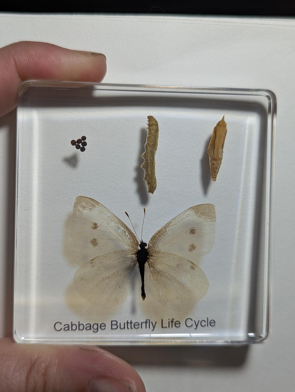 Lifecycle of a Butterfly , Preserved in Resin, Collectible Modern Day Fossil