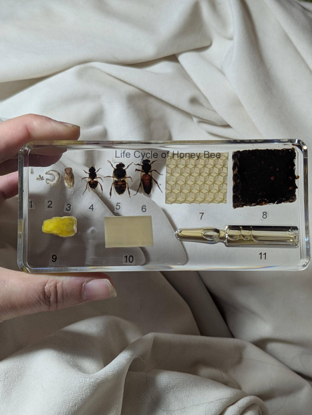 Large Educational Lifecycle of a Honeybee , Preserved in Resin, Collectible Modern Day Fossil
