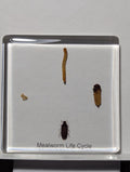 Lifecycle of a Mealworm , Preserved in Resin, Collectible Modern Day Fossil