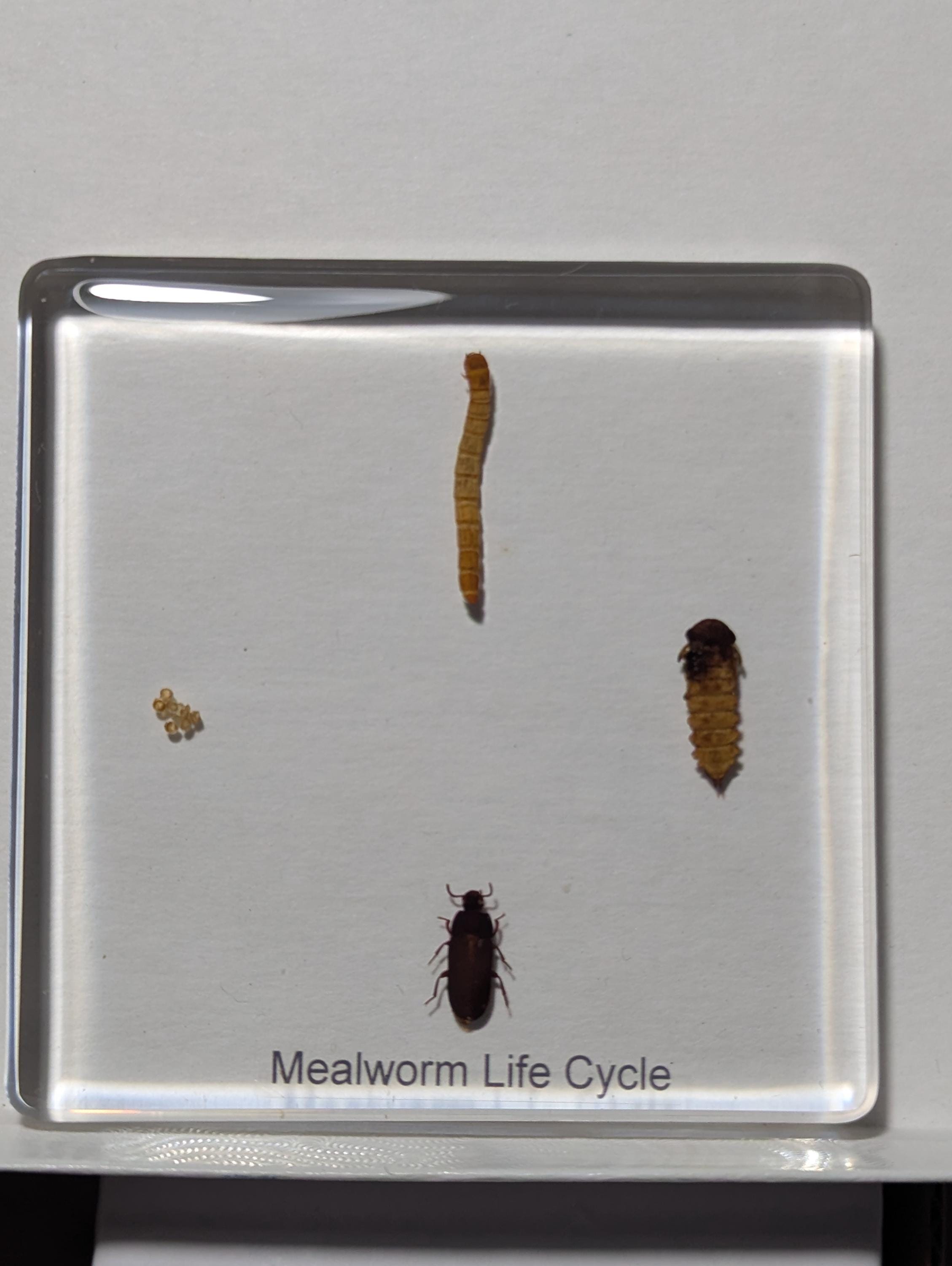 Lifecycle of a Mealworm , Preserved in Resin, Collectible Modern Day Fossil
