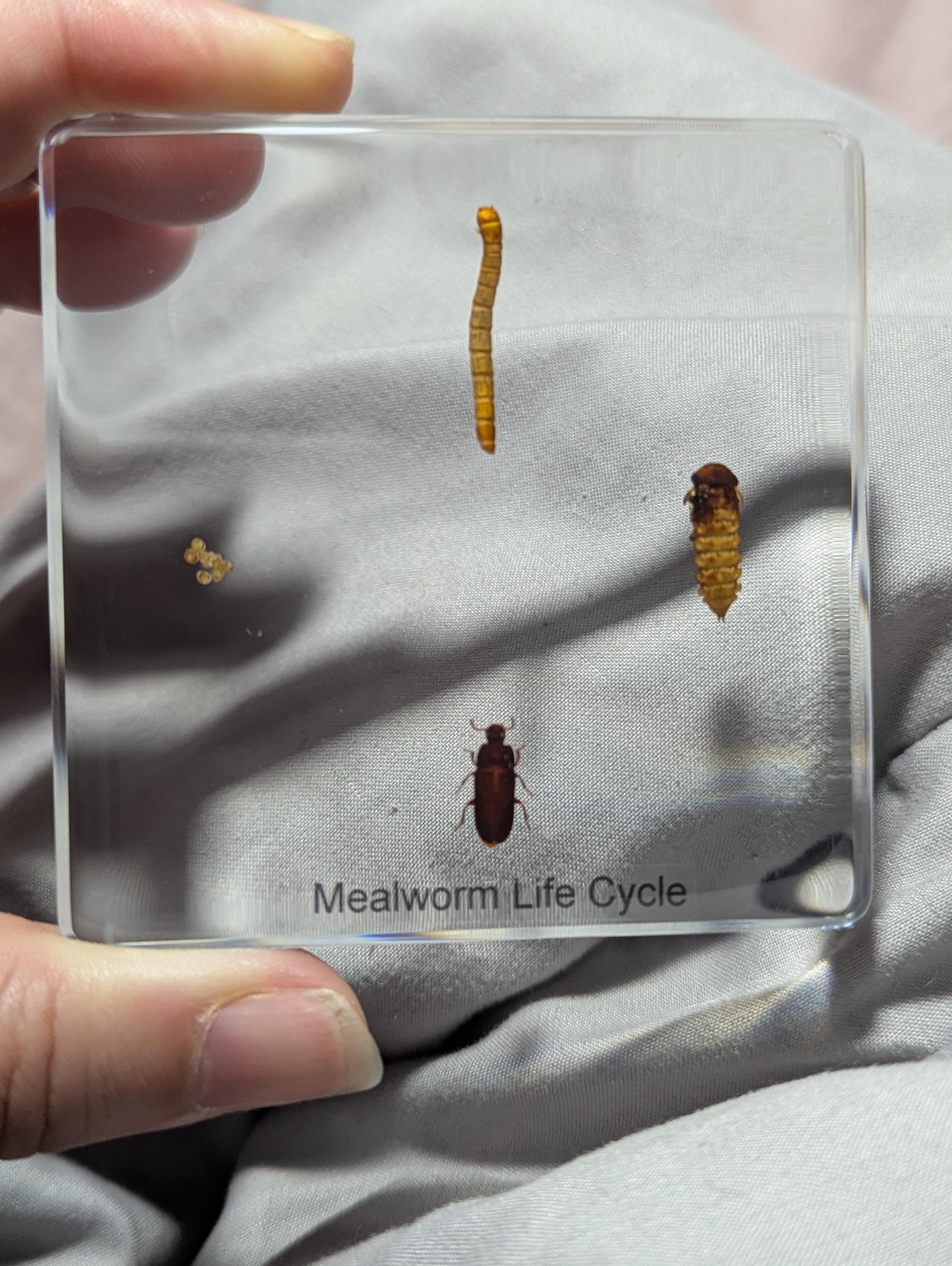 Lifecycle of a Mealworm , Preserved in Resin, Collectible Modern Day Fossil