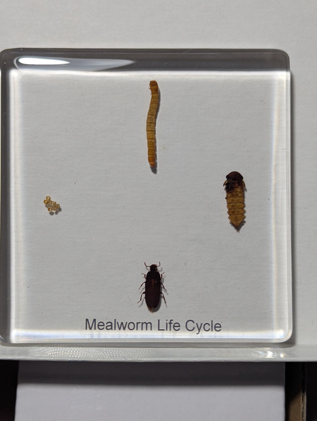 Lifecycle of a Mealworm , Preserved in Resin, Collectible Modern Day Fossil