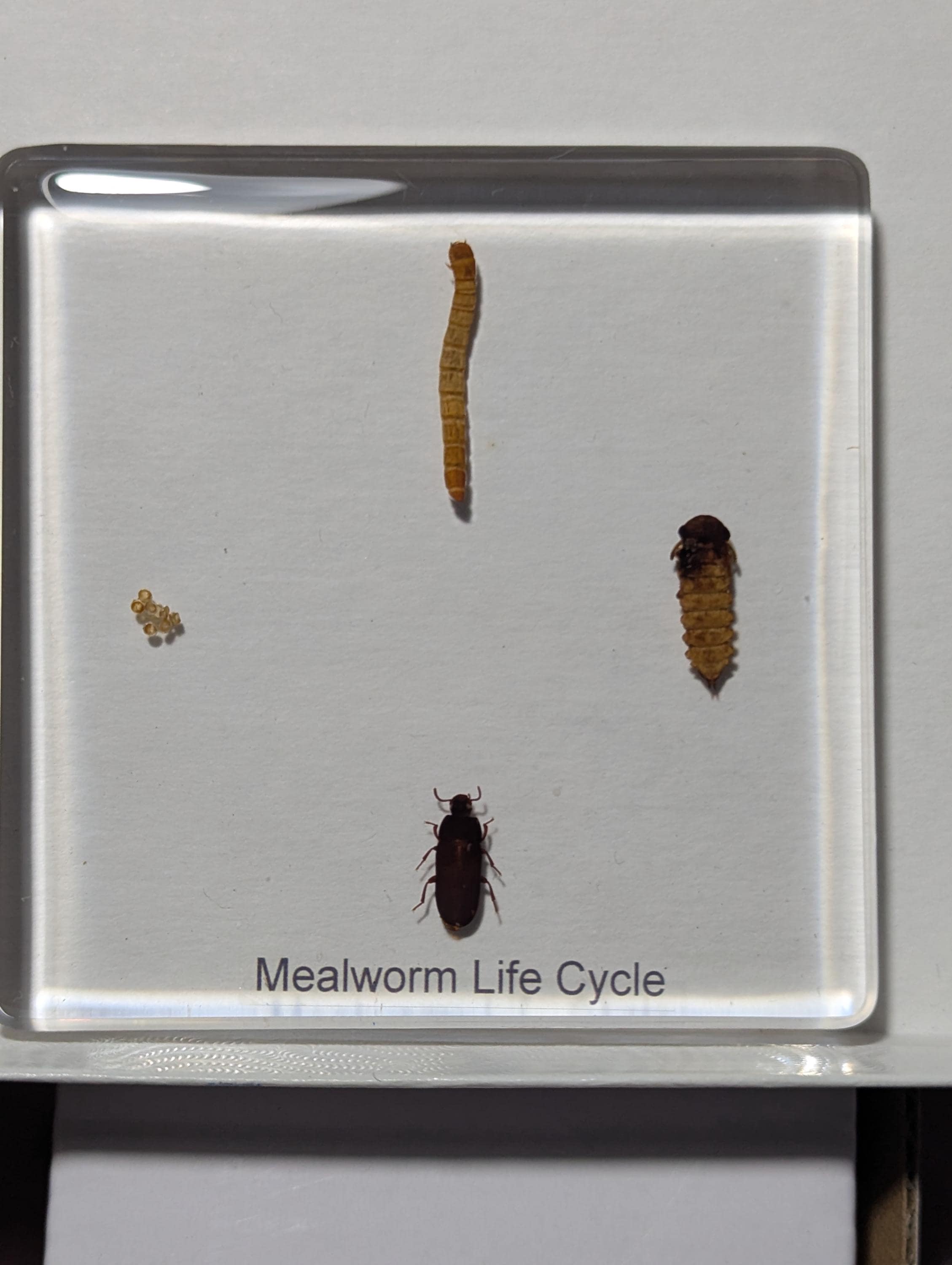 Lifecycle of a Mealworm , Preserved in Resin, Collectible Modern Day Fossil