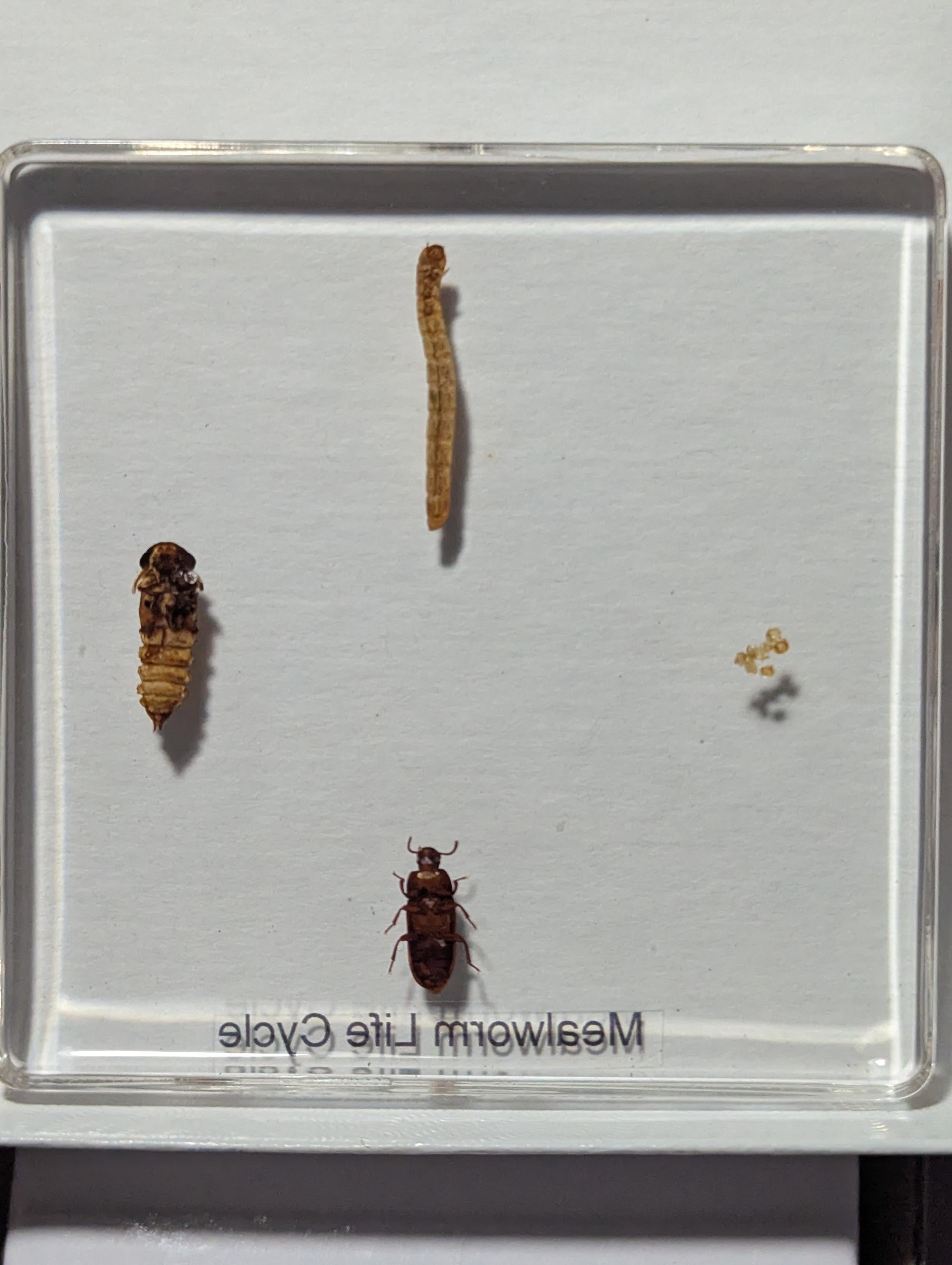 Lifecycle of a Mealworm , Preserved in Resin, Collectible Modern Day Fossil