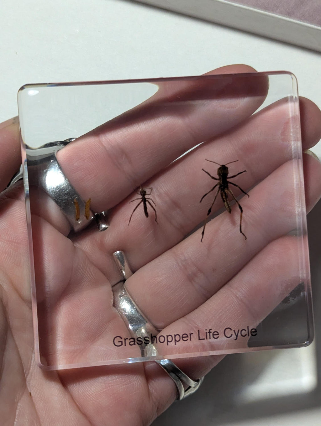Lifecycle of a Grasshopper , Preserved in Resin, Collectible Modern Day Fossil