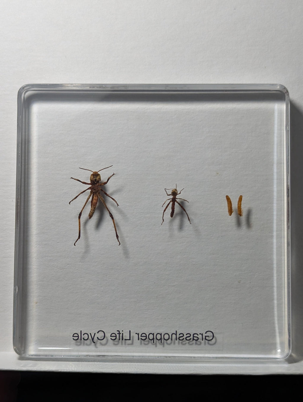 Lifecycle of a Grasshopper , Preserved in Resin, Collectible Modern Day Fossil