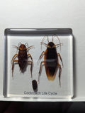 Lifecycle of a Cockroach, Preserved in Resin, Collectible Modern Day Fossil