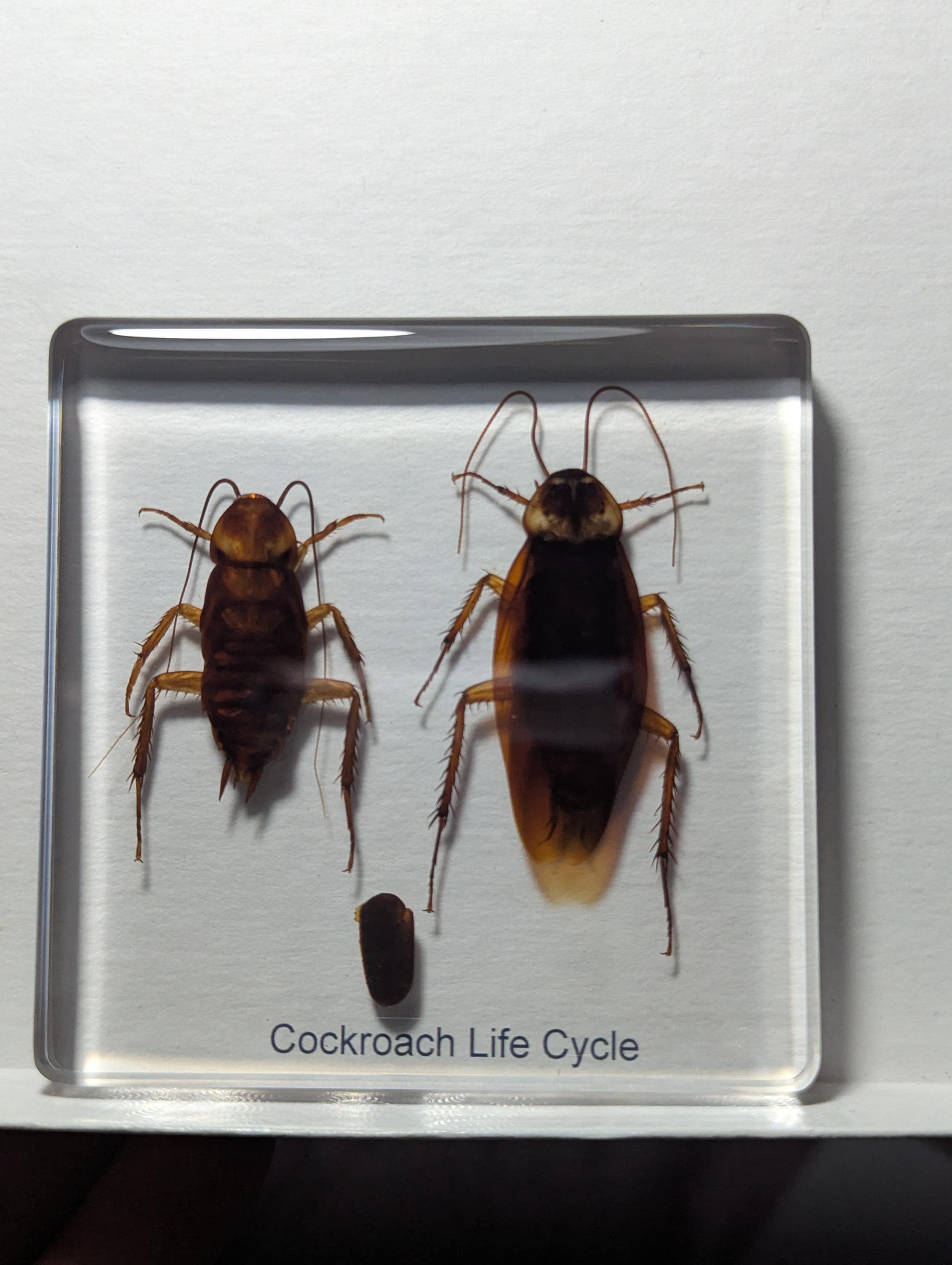Lifecycle of a Cockroach, Preserved in Resin, Collectible Modern Day Fossil