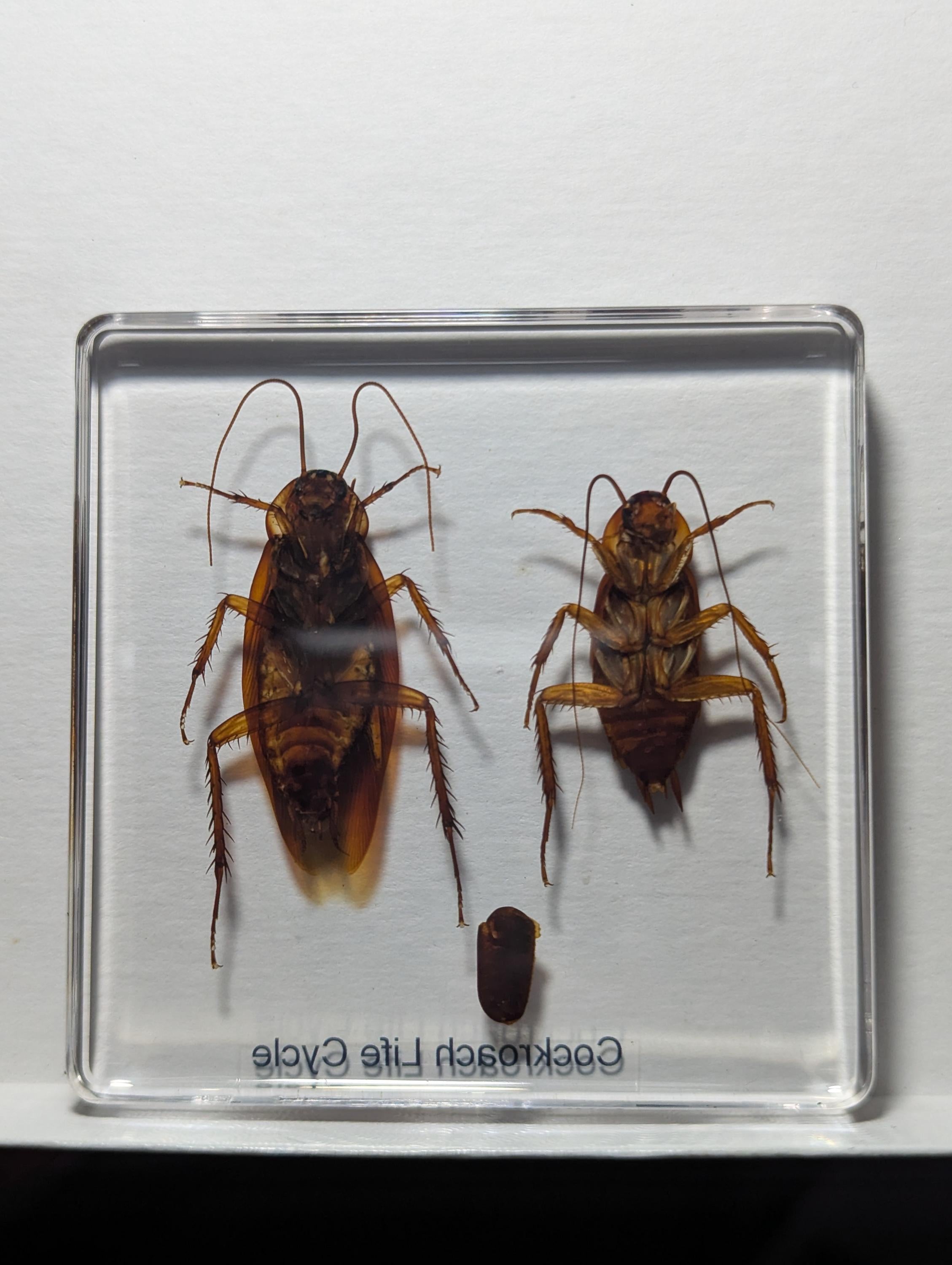 Lifecycle of a Cockroach, Preserved in Resin, Collectible Modern Day Fossil